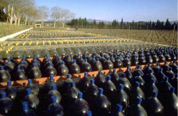 Weinbereitung (Vinifikation) Vin Doux Naturel (Banyuls, Maury, Rivesaltes, Rasteau) Bonbonnes