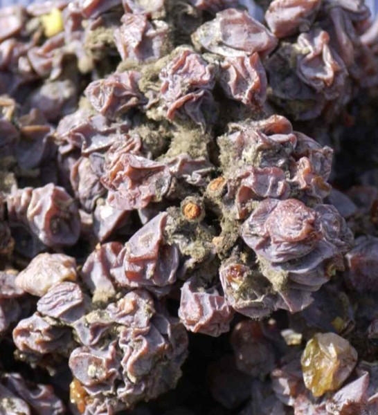 Weinlese, Trockenbeerenauslese