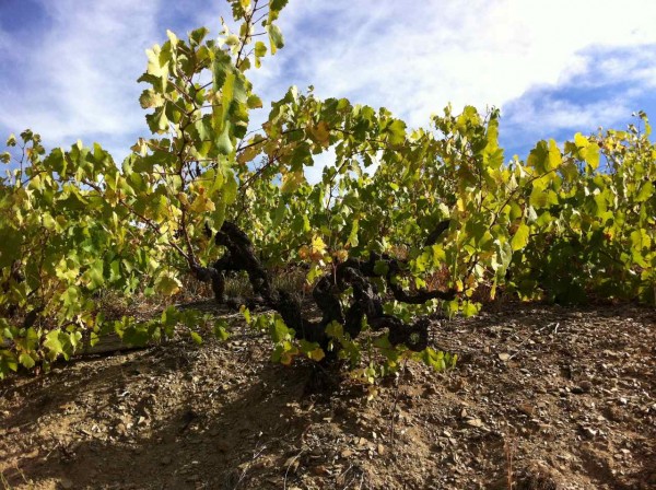 Weinbau in Banyuls