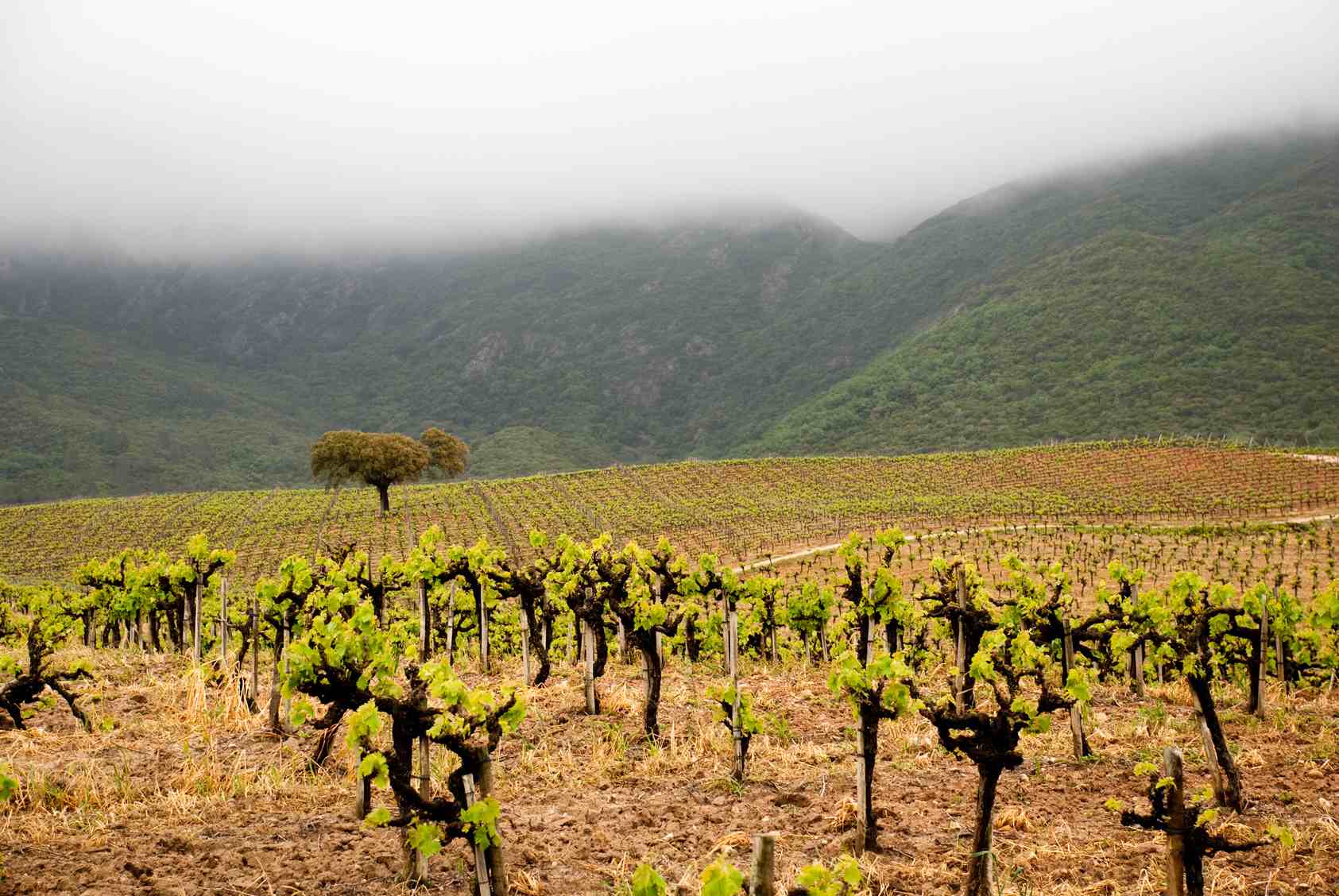 Moscatel vines near Setúbal © rudolfoelias - Fotolia.com