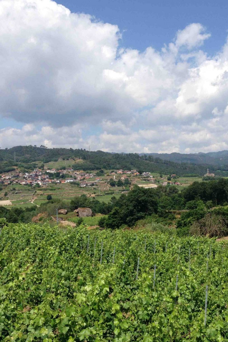 Weinberge bei Ribadavia in Ribeiro